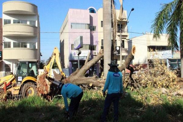 Prefeitura volta a multar Rumo por falta de limpeza da linha férrea em Andradina (SP)